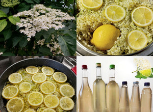 Bodzaszörp recept fotója