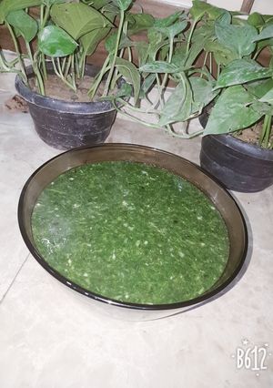 صورة لوصفة ملوخية