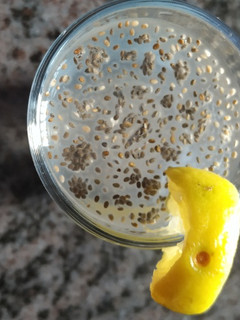 சியா லெமனேட் (Chia lemonade ecipe in tamil) செய்முறை முக்கிய புகைப்படம்