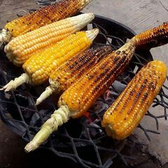 A picture of Roasted corn.