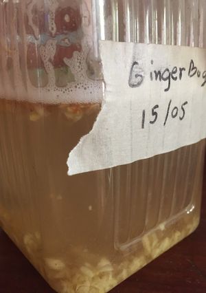 รูปของ Ginger Bug