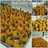 Kroket kentang isi sosis