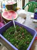 Tabbouleh