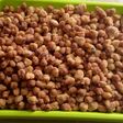 Kacang telor anti gagal