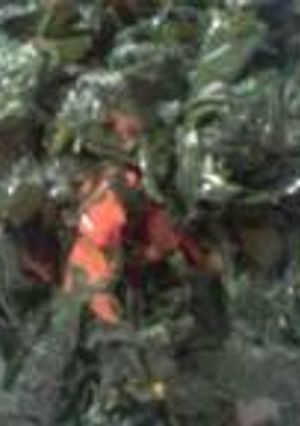 A picture of Green gram leaves(kunde)/luhya local vegetables(mungbean plant).