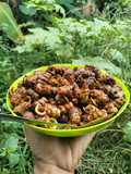 Sambal siput sedot