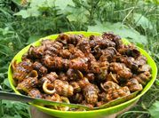 Gambar siput kecap
