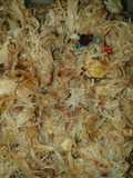 Tumis daging rajungan telur
