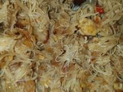Gambar daging rajungan
