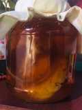 Kombucha: bebida fermentada