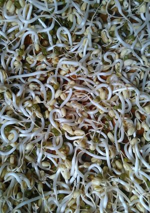 Foto resep Tauge (kecambah) Buatan Sendiri