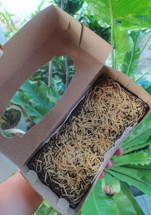 Foto resep Fudgy Brownies Chesee