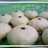 Bakpao Empuk, Simple, dan Ngembang ;)