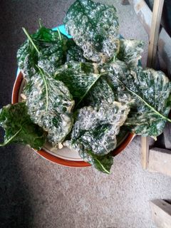 Foto resep KRIPIK BAYAM KRIUK#RabuBaru