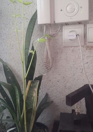 عکسی از دستور سبزه عید
