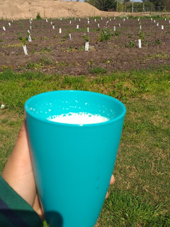 Una foto de Licuado de banana y manzana