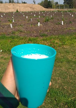 Una foto de Licuado de banana y manzana