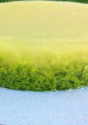 Foto resep Puding lumut hijau pandan