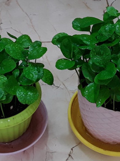 عکسی از دستور کاشت هسته نارنج