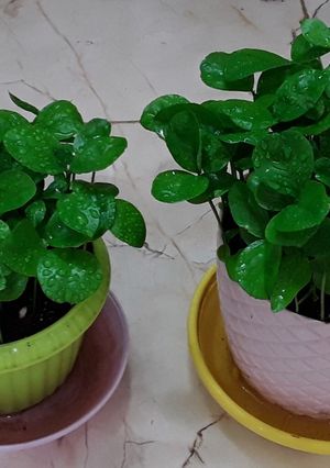 عکسی از دستور کاشت هسته نارنج
