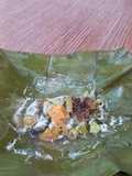 Garang asem omah tawon