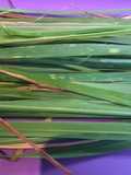 California Farm Annual Lemongrass Citronella Harvest