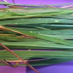 A picture of California Farm Annual Lemongrass Citronella Harvest.