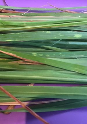 A picture of California Farm Annual Lemongrass Citronella Harvest.