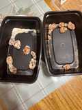 Sugared Pecans