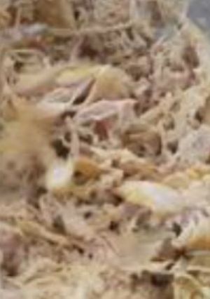 صورة لوصفة ساندوتشات الفراخ المريشة