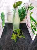 Sirop de menthe maison