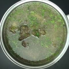 A picture of Paya Soup.