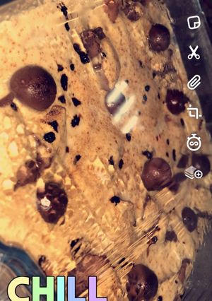 صورة لوصفة حلى بالتوكس اللذيذ وسريع 🦋💙