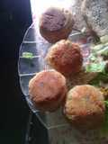 Bombas papa y cebolla de verdeo