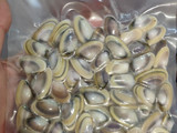 Coquinas o Tellinas congeladas con peperoncino picante