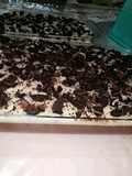 Puding coklat with topping milky fla and oreo peanut butter..