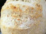 Pancito