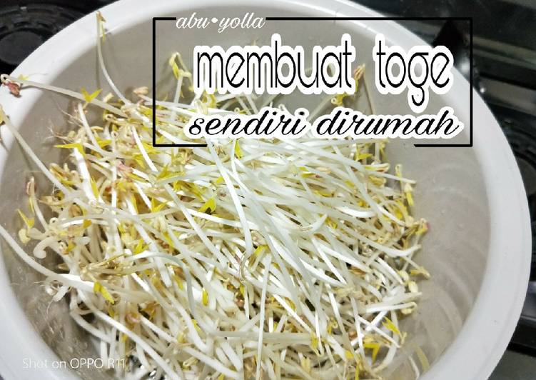 Resep Membuat toge sendiri dirumah 🌾 yang Lezat