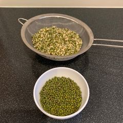 A picture of Moongbean bean sprouts.