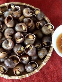 Hình của món Ốc Bưu Hấp Chấm mắm gừng.