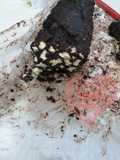 Salame di cioccolato😋