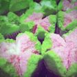 Roti Kukus Serba 5 Mekar dan Uempuk Pwol