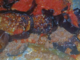 مسقعه باللحمه المفرومه 😋😋