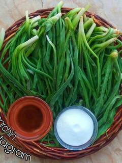 عکسی از دستور شَنگ گیاه بهاری 🌸