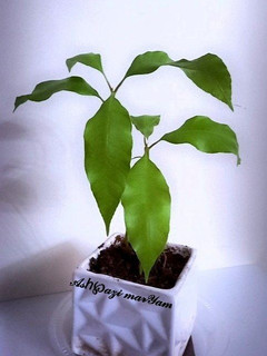 عکسی از دستور کاشت هسته انبه🥭