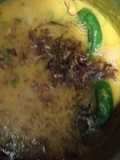 Daal