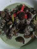 Kembuai (Tutut (keong) masak Santan)