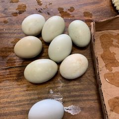 A picture of Best boiled eggs.