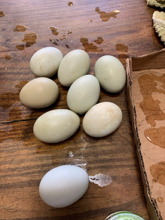 A picture of Best boiled eggs.