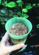 Es Cincau Serut Gula Merah